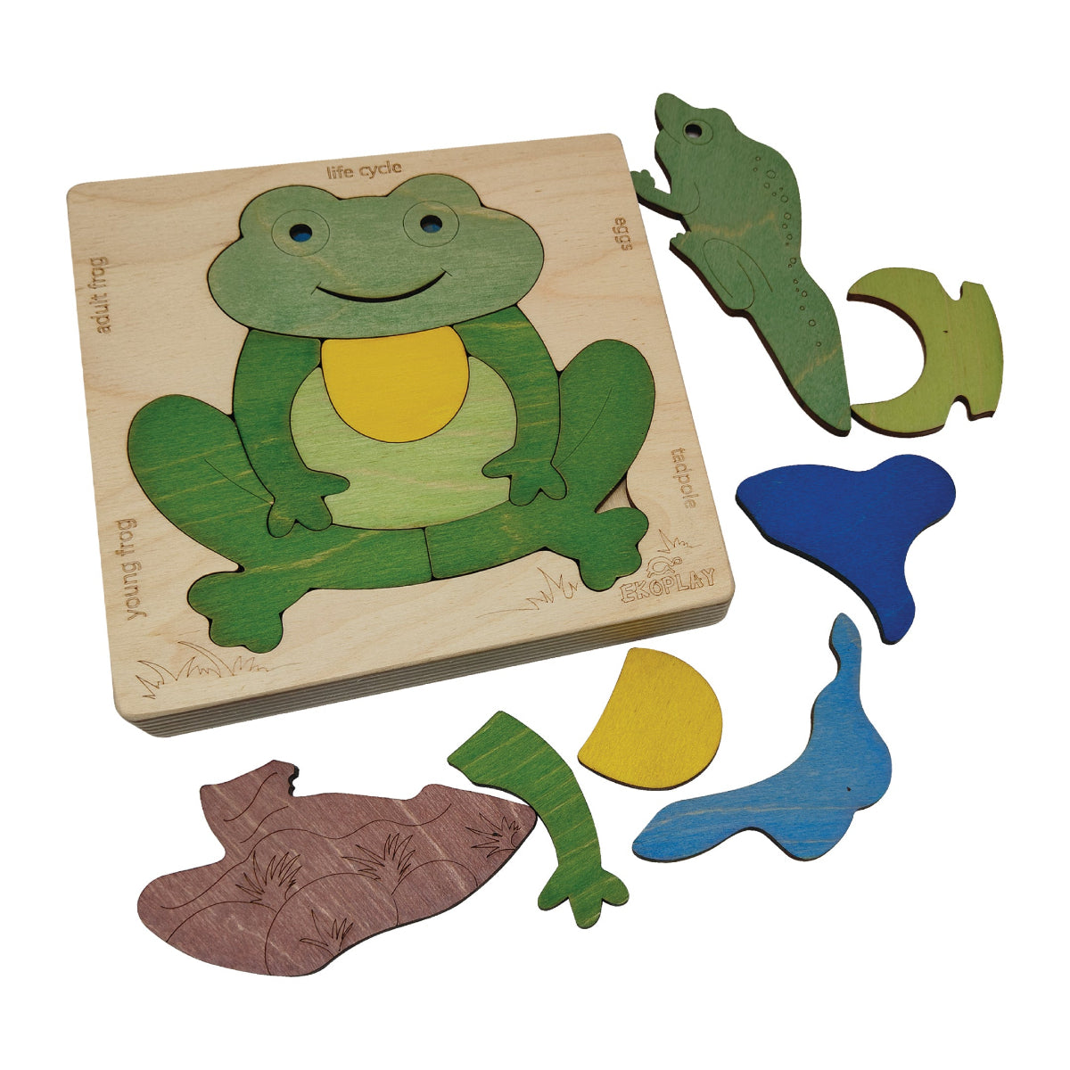 Frog Life Cycle Layer Puzzle – Nature Transformation Learning