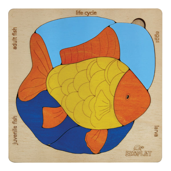 Life Cycle of a Fish