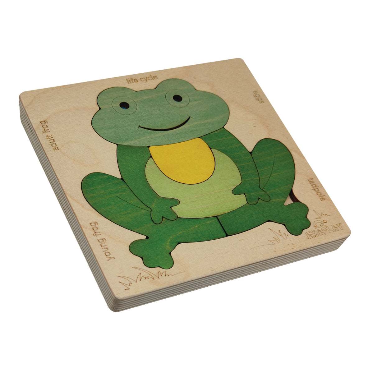 Frog Life Cycle Layer Puzzle – Nature Transformation Learning