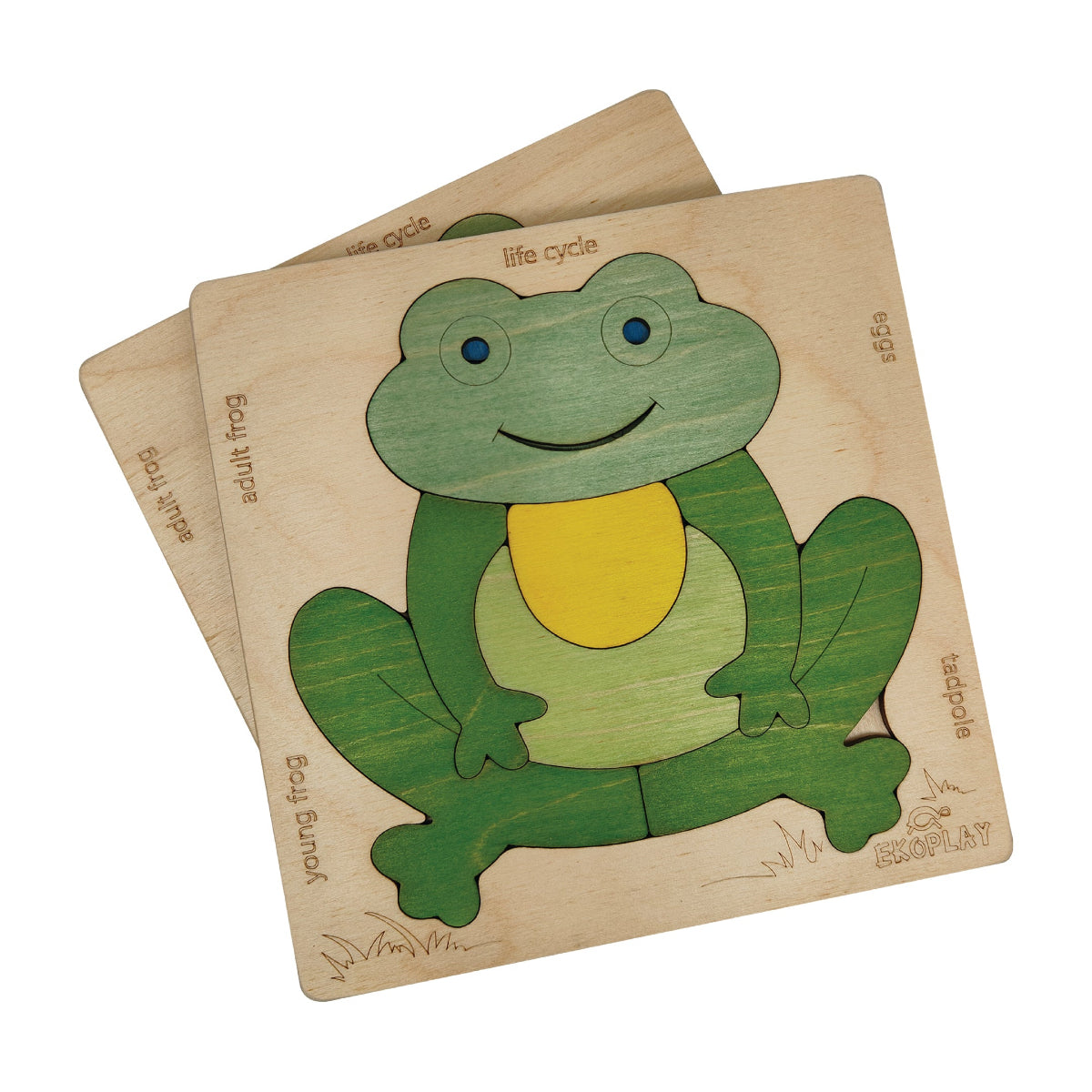 Frog Life Cycle Layer Puzzle – Nature Transformation Learning