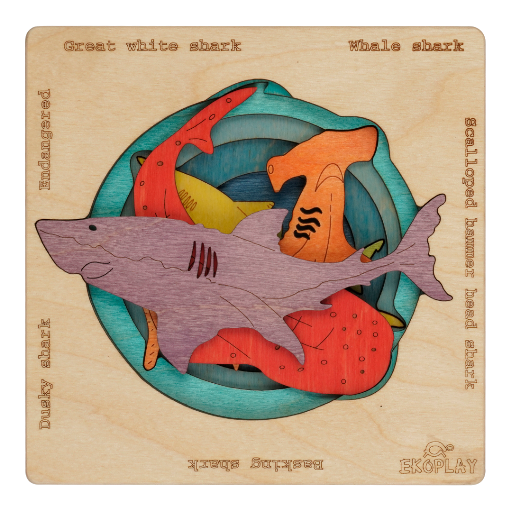 Endangered Sharks – Learn to Care for Ocean Life