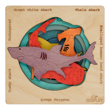 Endangered Sharks – Learn to Care for Ocean Life